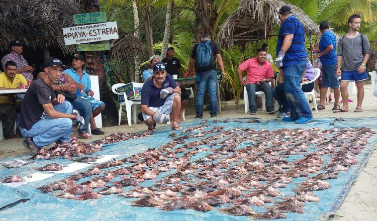 En Panamá, se ha empezado a apreciar su rica carne.