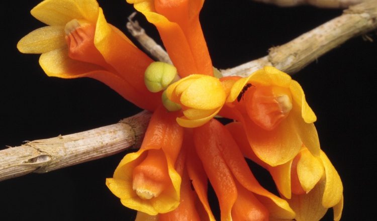 Espécimen de Dendrobium subclausum.