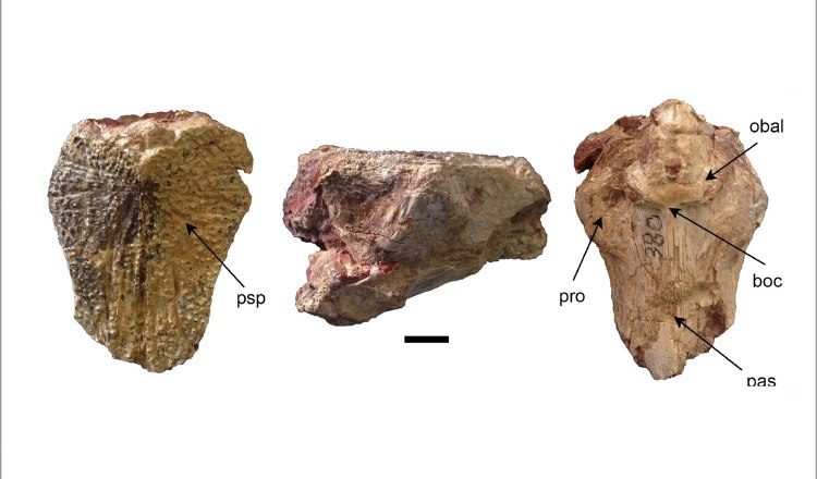 El Smithsonians creó imágenes relacionadas a su descubrimiento. EFE