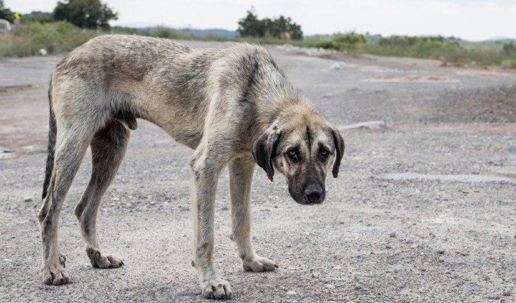 Generalmente las sanciones son muy flexibles.