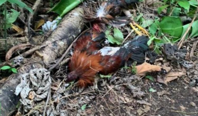 Durante las peleas de gallos, los animales son lastimados. Foto: José Vásquez