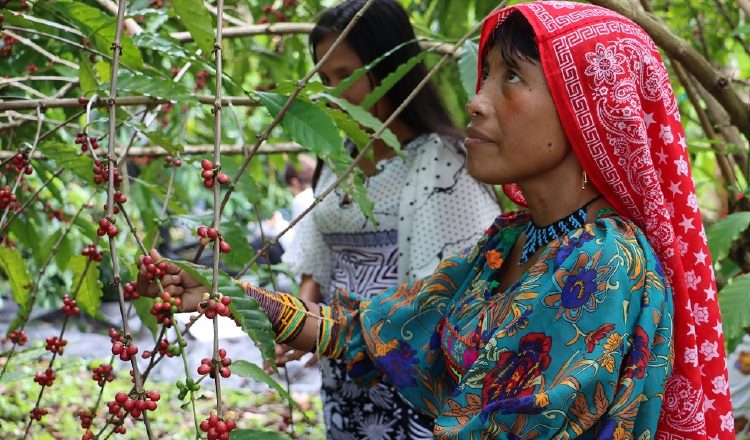 Las comunidades productoras Ngäbe, Guna, Emberá y Wounaan, pasando de un volumen total de compras de 5.800 quintales en 2019 a 11,500 quintales en este año 2022. Cortesía FAO