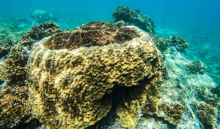 Arrecifes podrían mantener una alta cobertura de coral hasta la década de 2060".