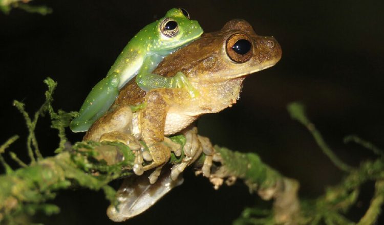 Amplexo entre un macho de la especie 'Sachatamia albomaculata' y otro de 'Smilisca sila' observado al norte de Penonomé. Rogemif Fuentes