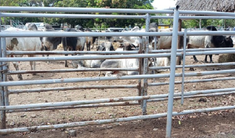 La situación aqueja a muchos ganaderos del país.