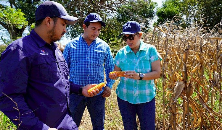 Los productores de maíz fueron beneficiados con los pagos. Cortesía