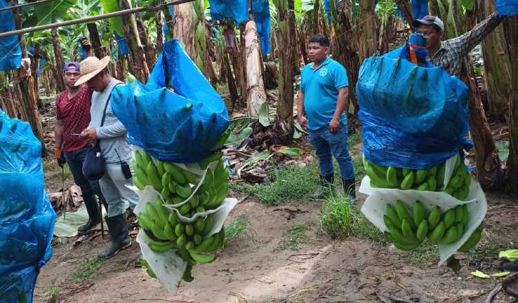 El denominado 'oro verde' era la actividad que más empleos generaba en Bocas del Toro, que también es una provincia turística. Internet