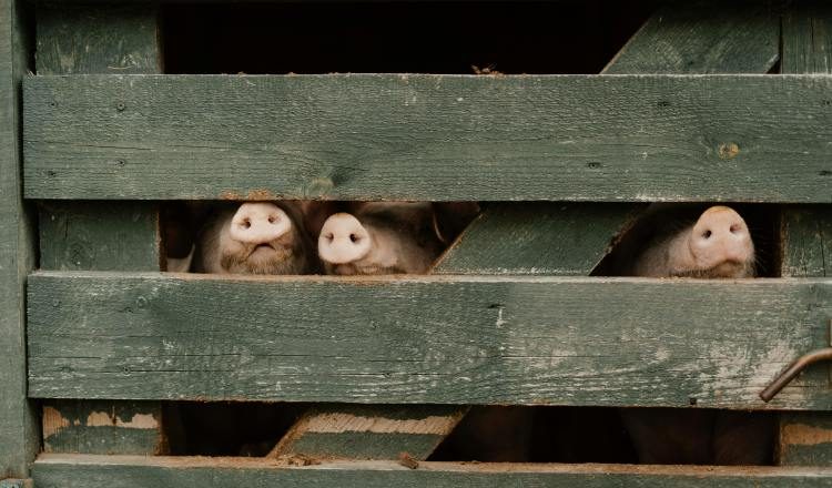 Los Santos, Panamá Oeste y Chiriquí lideran la industria porcina. Foto ilustrativa