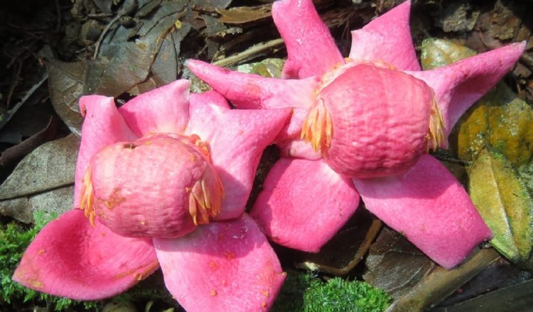 Vista apical de las flores de la "Scottmoria ilianacisneroi" en el suelo. Cortesía