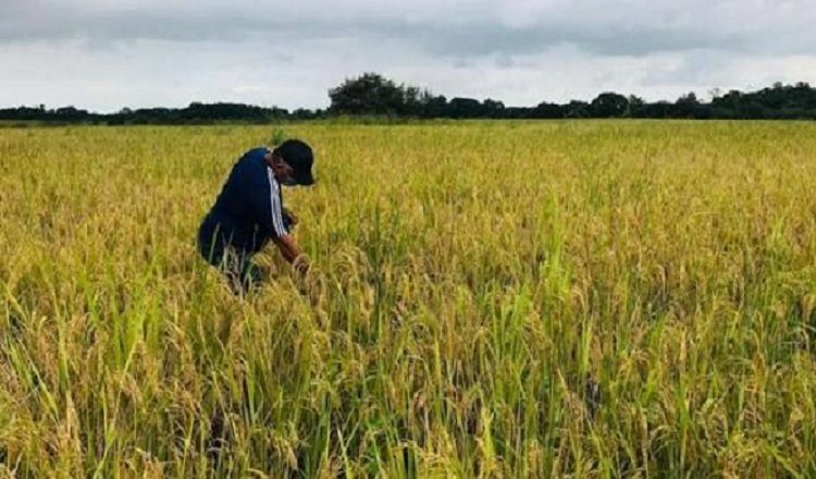 El arroz es el grano de mayor consumo en el mundo. Y Panamá es el principal consumidor per cápita en Centroamérica.  Archivo