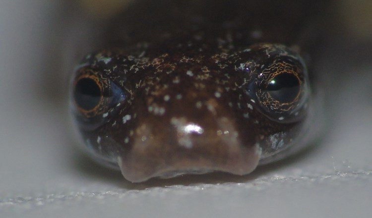 Los investigadores  lamentaron no tener equipo fotográfico profesional para obtener mejores fotos de esta salamandra. Cortesía