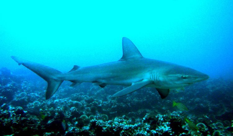 Tiburón Galápagos. EFE / Jackie Hazlewood