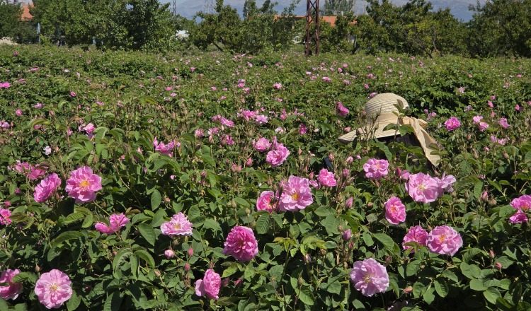Isparta, en Turquía,  es conocida  como la "Ciudad de las Rosas" y el epicentro de la producción de aceite esencial. KL