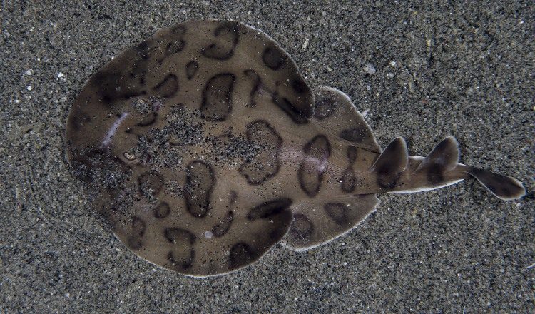 La raya eléctrica del Caribe (Narcine bancroftii). M. Caussat /iNaturalist.org 