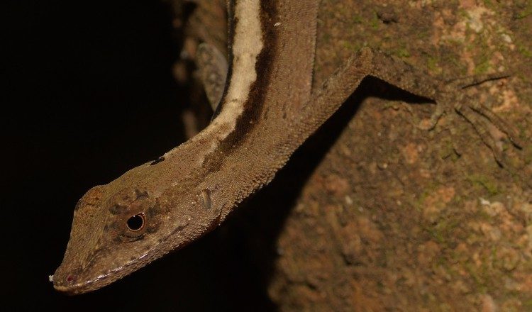 Durante un año de muestreos se registraron nueve especies de anfibios y veinte de reptiles. Cortesía