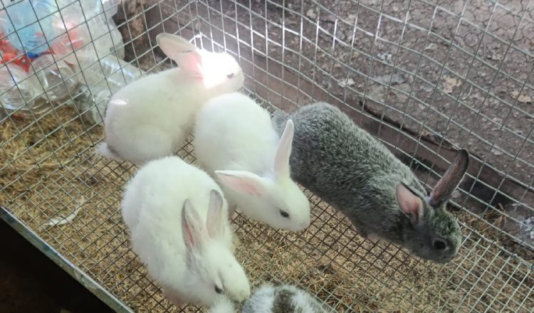 Muchas personas asocian al conejo únicamente como una mascota y no como un animal destinado a la producción de alimentos lo que limita su producción. Foto: Cortesía DBB