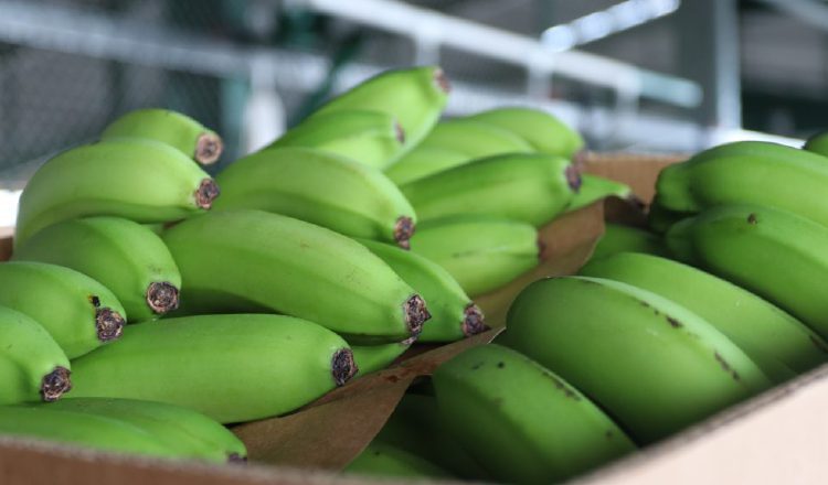 El banano ha sido, por tradición, la fruta que más se exporta. Cortesía