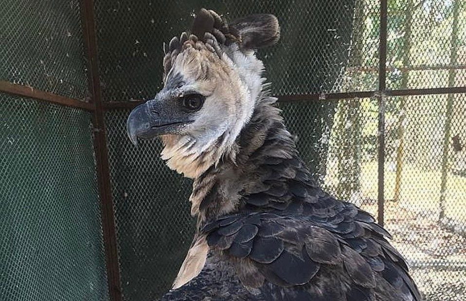 El águila harpía que se hurtaron fue rescatada en Nombre de Dios, provincia de Colón.