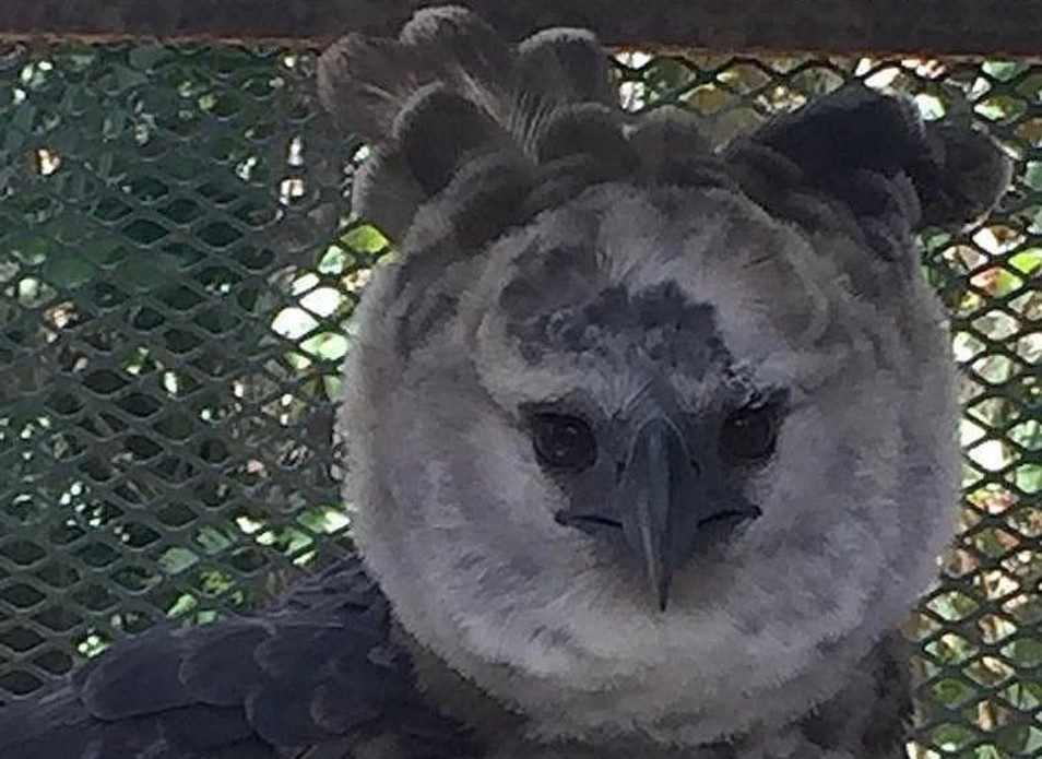 El águila harpía que presuntamente se hurtaron fue rescatada en Nombre de Dios, provincia de Colón.