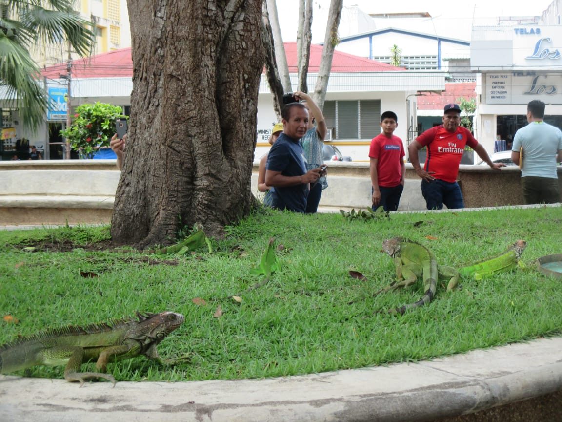 El plan se ejecutará basado en la Ley 24 del Decreto Ejecutivo 43, que reglamenta la vida silvestre