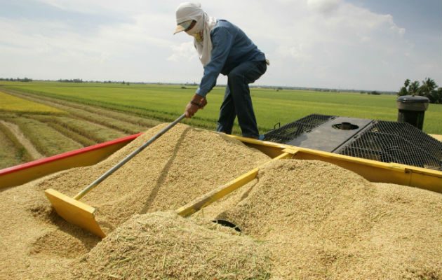 Para el 2018 la proyección de siembra es de 68 mil hectáreas. /Foto Archivo