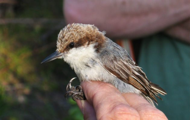 Antes de que el huracán Dorian azotara las Bahamas, el trepador de las Bahamas estaba en peligro de extinción. Foto/ Tom Benson.