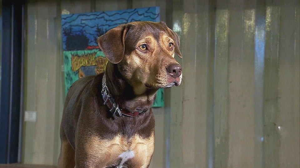 Bella, la gran protagonista de "Mis huellas a casa", una hermosa y tierna historia. Foto: http://www.cineinformacionymas.com