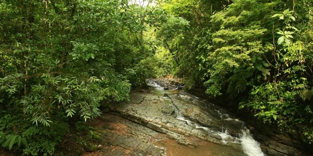 Se busca combatir la deforestación. Foto/EFE