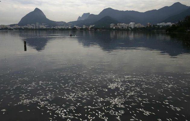 Vista de la cantidad de peces muertos recogidos en Río de Janeiro. EFE