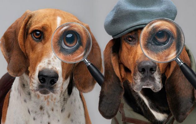 Buscadores de mascotas.