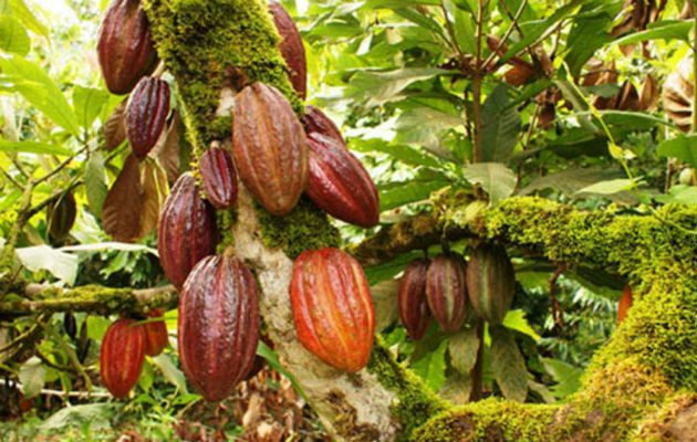 El Salvador, que en la actualidad es "deficitario" en la producción de cacao