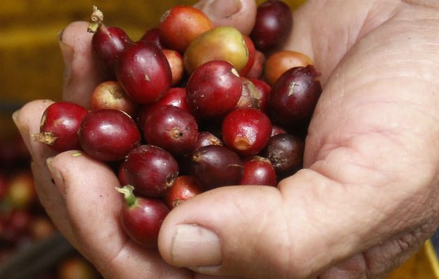Los caficultores colombianos produjeron 874 mil sacos.