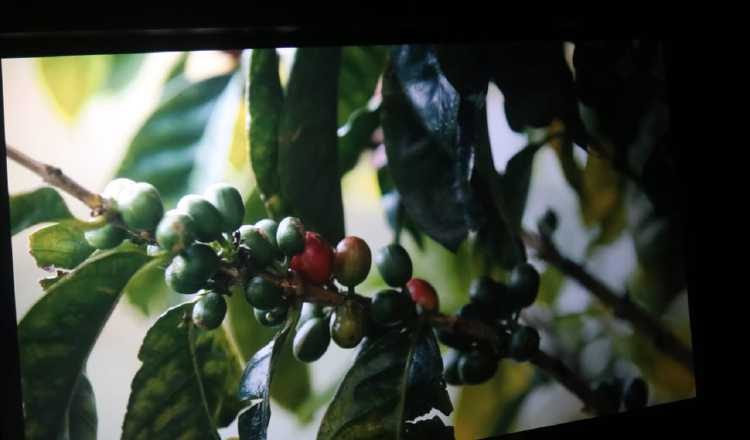 Reconocen labor de productores. Archivo