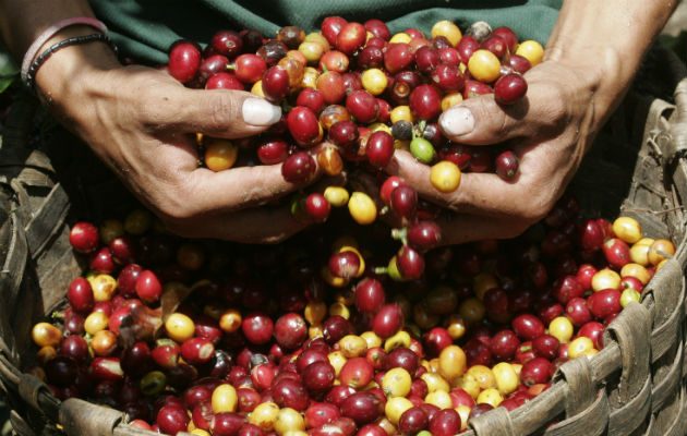 El caficultor deberá de adoptar el uso de la factura electrónica para que pueda gozar de los beneficios