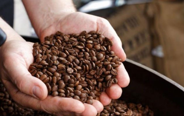 El calentamiento global supone "una amenaza bastante fuerte" para el café. Foto/EFE