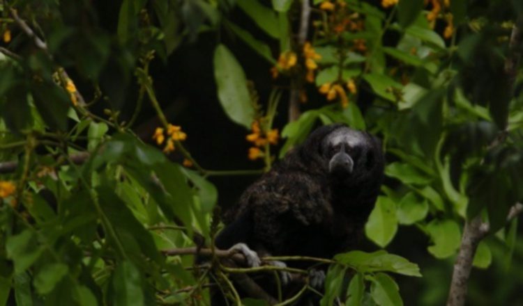 Será en Putumayo, Colombia.