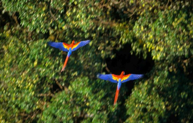 Coiba. Guacamayas escarlatas. Foto: Cortesía Alejandro Balaguer.