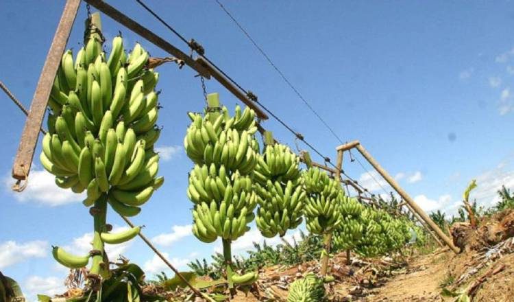 El "Mal de Panamá" habita en el suelo y afecta el plátano y el banano. Foto: Colprensa