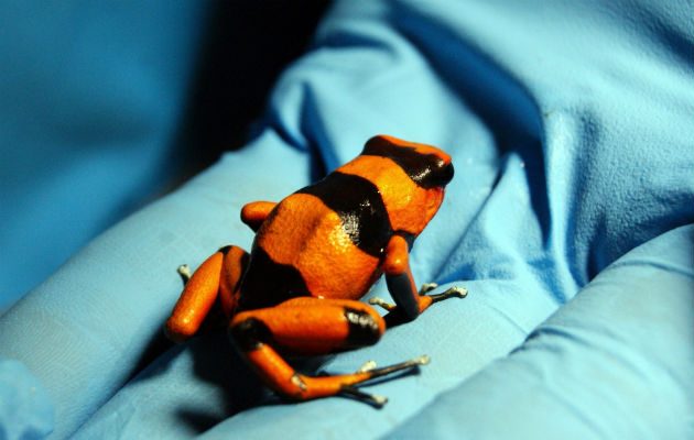 Los animales fueron trasladados al Centro de Recepción de Flora y Fauna Silvestre.