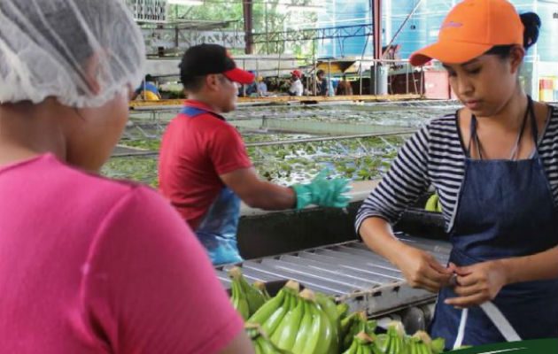 El puerto de Rotterdam recibe más del 60% de los productos panameños que van hacia Europa. Foto/Cortesía