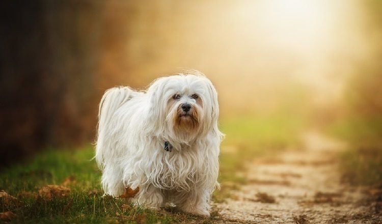 Una actividad para toda la familia.  Pixabay