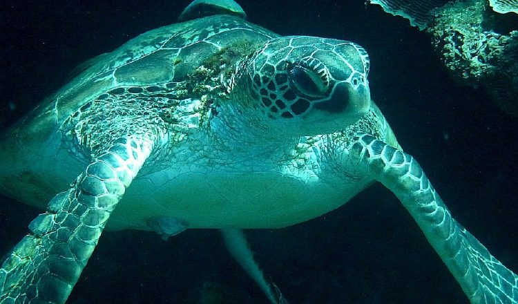 Festival de tortugas.