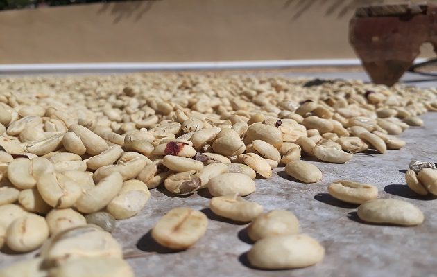 Rompió el récord mundial por libra de café pagado en una subasta electrónica. Foto: Aurelio Martínez. 