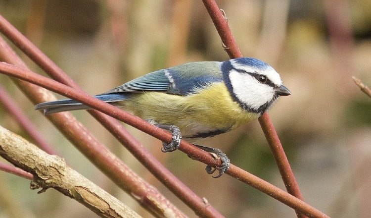 Este año esperan contar igual cantidad de aves o más que el año pasado. 