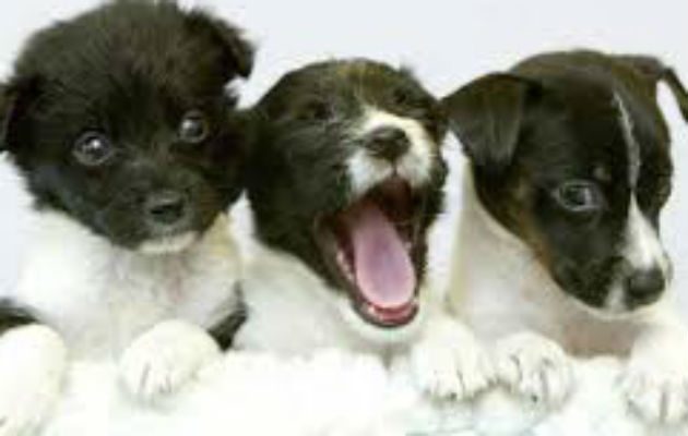Convertía a los cachorros y perros en “mulas”. Foto: EFE.
