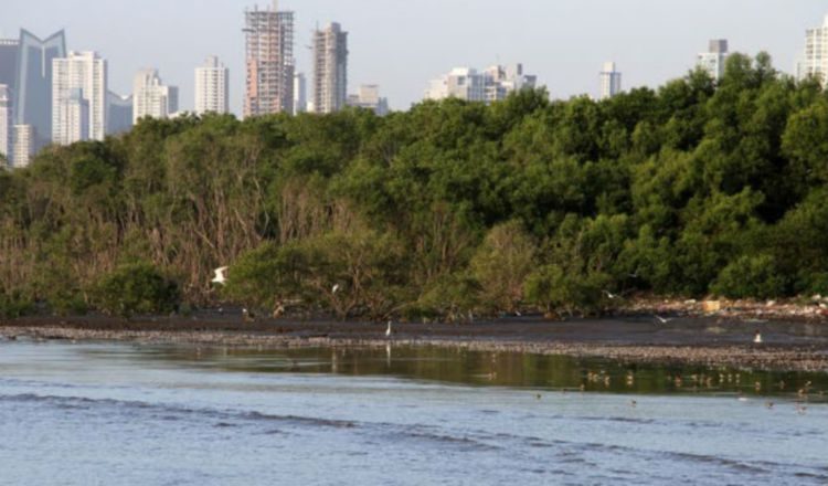 Hay humedales panameños que son protegidos por convenios internacionales. Foto de archivo