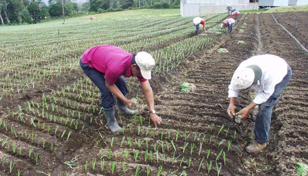 El IMA tiene deudas con los productores y proveedores por más de 50 millones de dólares. Foto/Archivo
