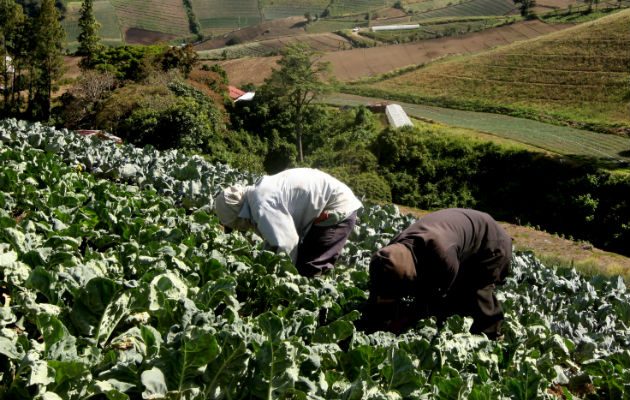  Los productores buscan que las importaciones sean controladas en el tiempo de cosecha. /Archivo.