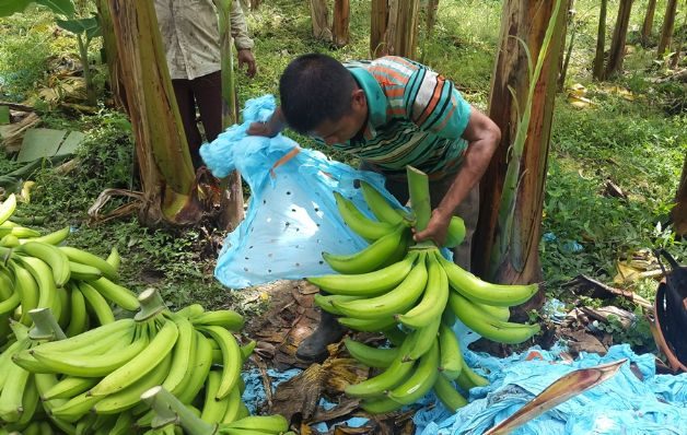 Productores de plátano en Bocas, los que más arriesgan y menos ganan 