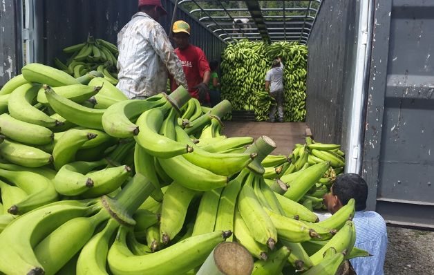Productores de plátano en Bocas, los que más arriesgan y menos ganan 